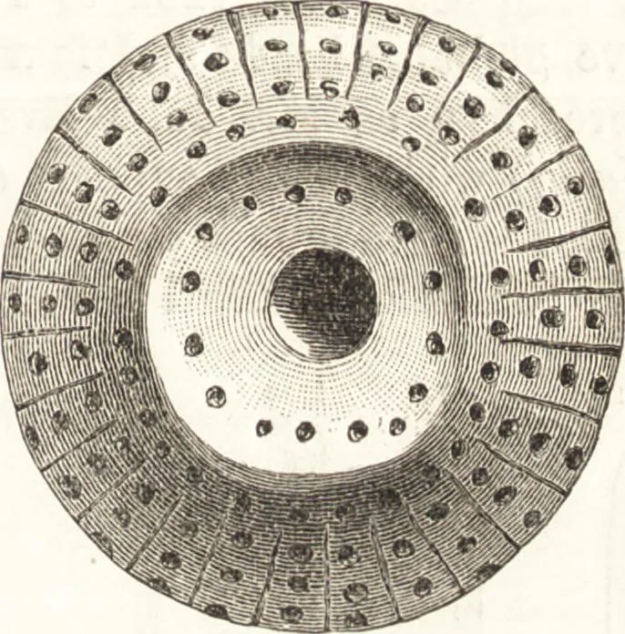 An illustration from Ilios; the city and country of the Trojans. The results of researches and discoveries on the site of Troy and throughout the Troad in the years 1871-72-73-78-79, including an autobiography of the author, 1880, leaf 588