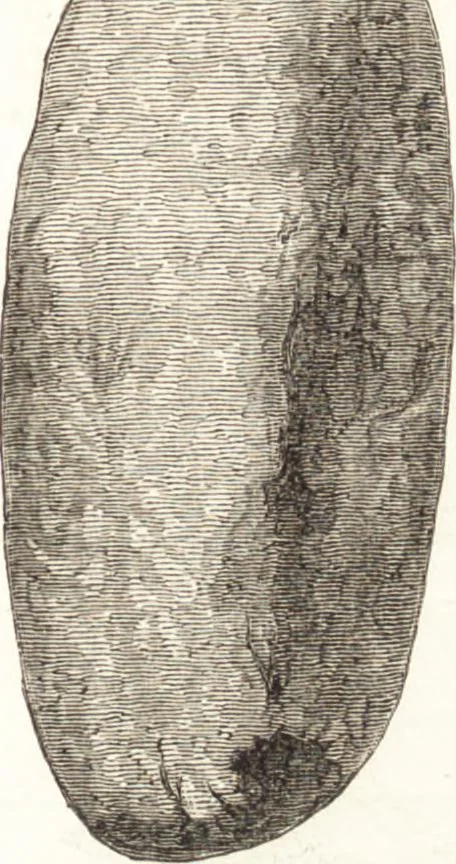 An illustration from Ilios; the city and country of the Trojans. The results of researches and discoveries on the site of Troy and throughout the Troad in the years 1871-72-73-78-79, including an autobiography of the author, 1880, leaf 594