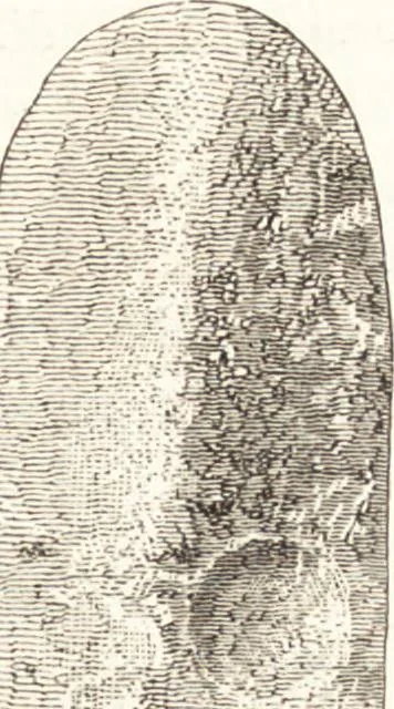 An illustration from Ilios; the city and country of the Trojans. The results of researches and discoveries on the site of Troy and throughout the Troad in the years 1871-72-73-78-79, including an autobiography of the author, 1880, leaf 594