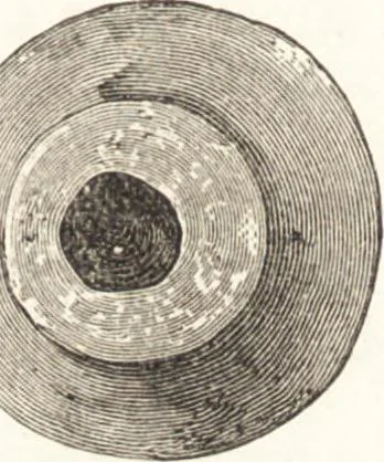 An illustration from Ilios; the city and country of the Trojans. The results of researches and discoveries on the site of Troy and throughout the Troad in the years 1871-72-73-78-79, including an autobiography of the author, 1880, leaf 627