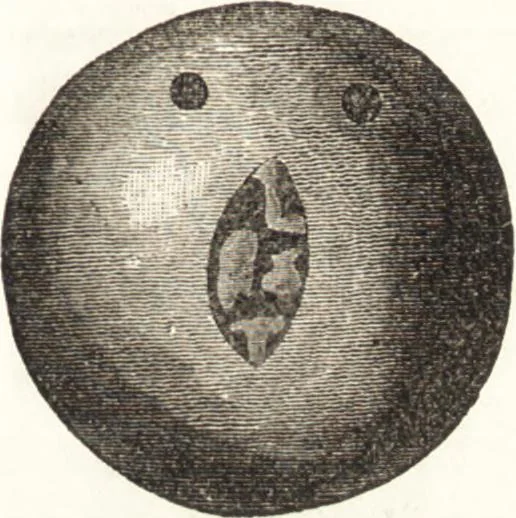 An illustration from Ilios; the city and country of the Trojans. The results of researches and discoveries on the site of Troy and throughout the Troad in the years 1871-72-73-78-79, including an autobiography of the author, 1880, leaf 644
