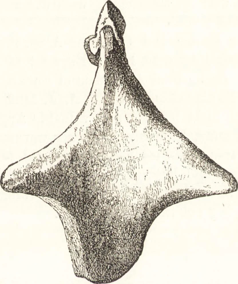 An illustration from Ilios; the city and country of the Trojans. The results of researches and discoveries on the site of Troy and throughout the Troad in the years 1871-72-73-78-79, including an autobiography of the author, 1880, leaf 696
