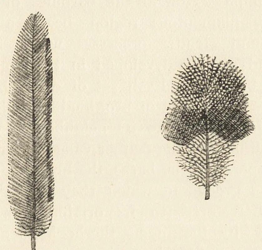 An illustration from Colour in nature; a study in biology, 1898, leaf 278