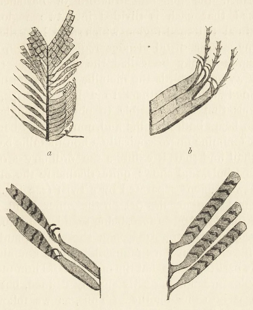 An illustration from Colour in nature; a study in biology, 1898, leaf 284