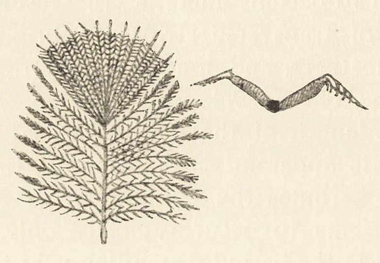 An illustration from Colour in nature; a study in biology, 1898, leaf 289