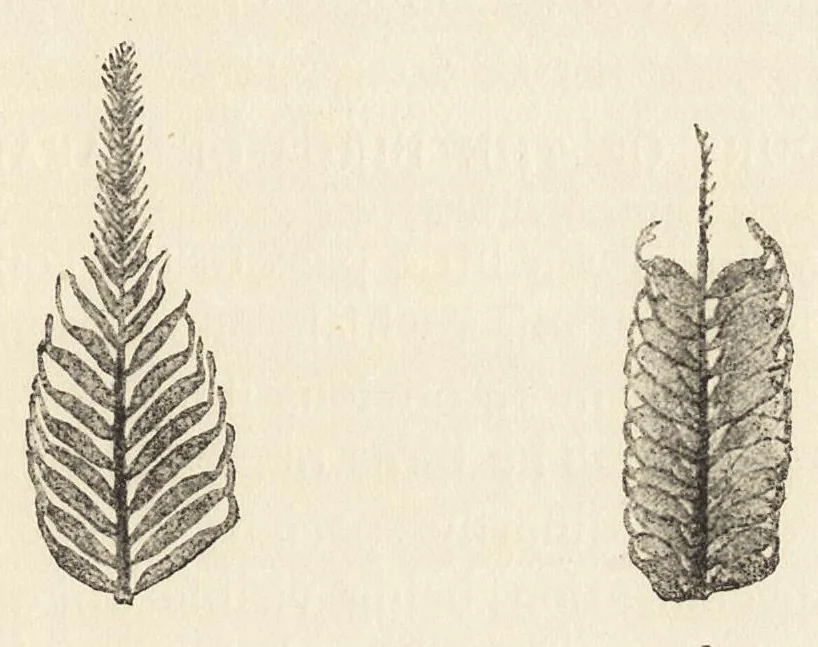 An illustration from Colour in nature; a study in biology, 1898, leaf 292