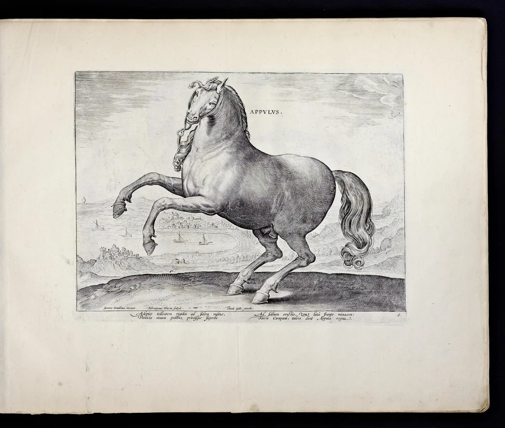 An illustration from Eqvile, sev, Specvlvm eqvorvm : in quo omnis generis generosissimorum equorum ex varijs orbis partibus insignis delectus, 1600, leaf 14