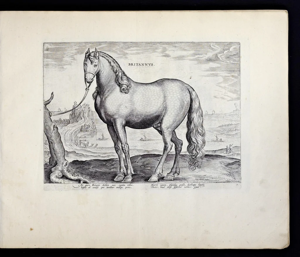 An illustration from Eqvile, sev, Specvlvm eqvorvm : in quo omnis generis generosissimorum equorum ex varijs orbis partibus insignis delectus, 1600, leaf 16