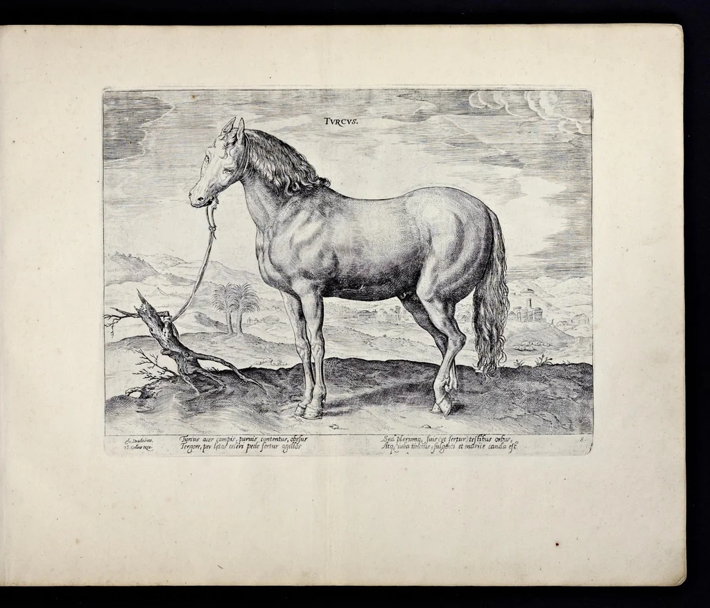 An illustration from Eqvile, sev, Specvlvm eqvorvm : in quo omnis generis generosissimorum equorum ex varijs orbis partibus insignis delectus, 1600, leaf 18