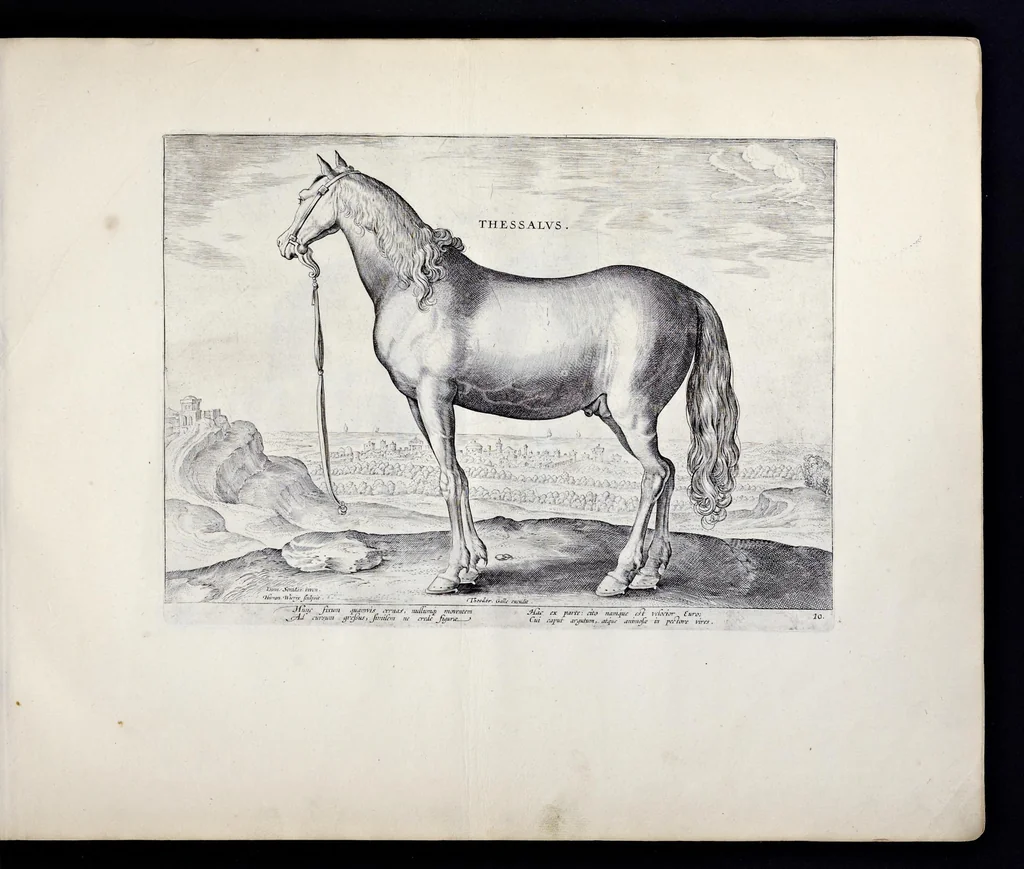 An illustration from Eqvile, sev, Specvlvm eqvorvm : in quo omnis generis generosissimorum equorum ex varijs orbis partibus insignis delectus, 1600, leaf 22