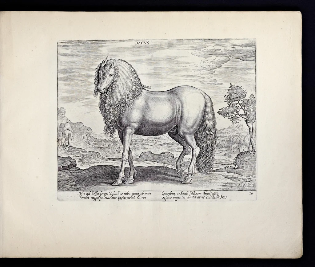 An illustration from Eqvile, sev, Specvlvm eqvorvm : in quo omnis generis generosissimorum equorum ex varijs orbis partibus insignis delectus, 1600, leaf 30