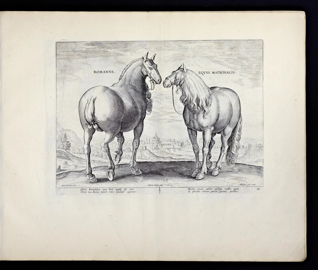 An illustration from Eqvile, sev, Specvlvm eqvorvm : in quo omnis generis generosissimorum equorum ex varijs orbis partibus insignis delectus, 1600, leaf 34