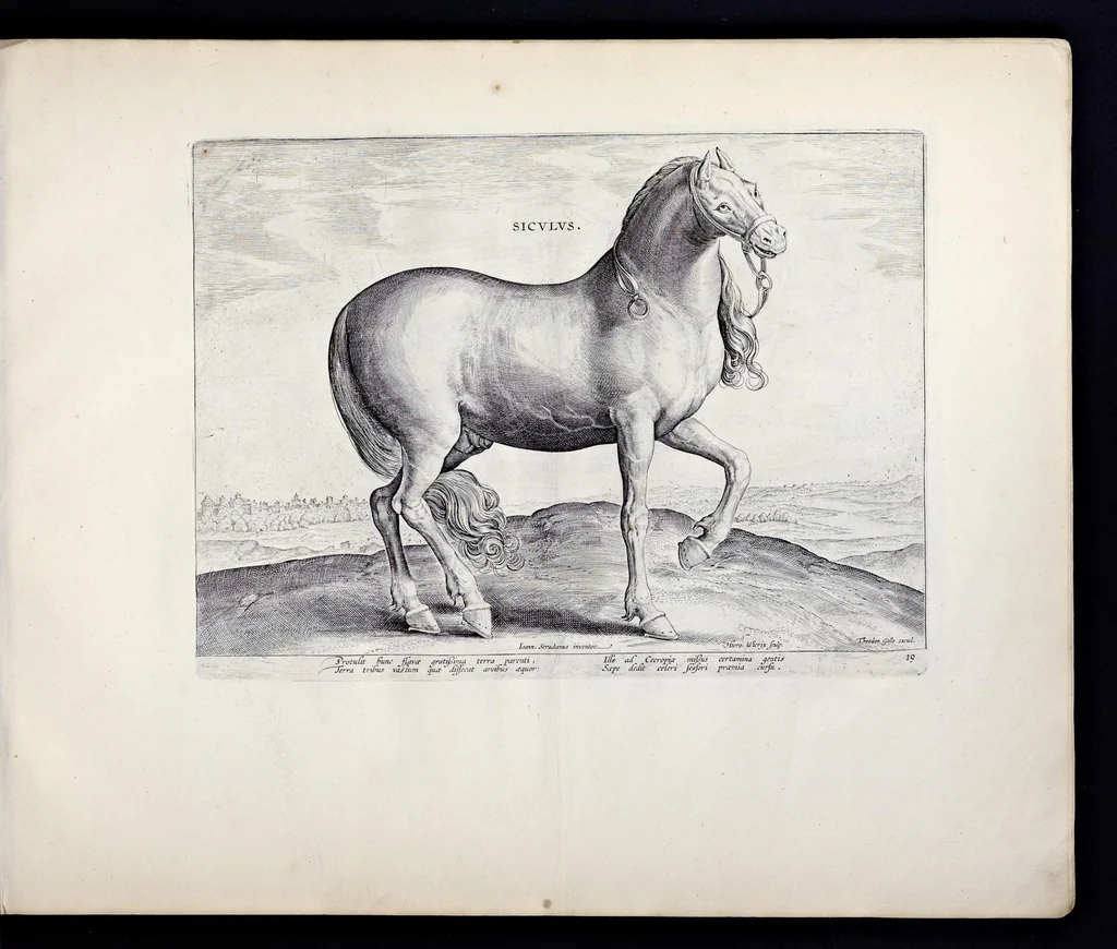 An illustration from Eqvile, sev, Specvlvm eqvorvm : in quo omnis generis generosissimorum equorum ex varijs orbis partibus insignis delectus, 1600, leaf 40