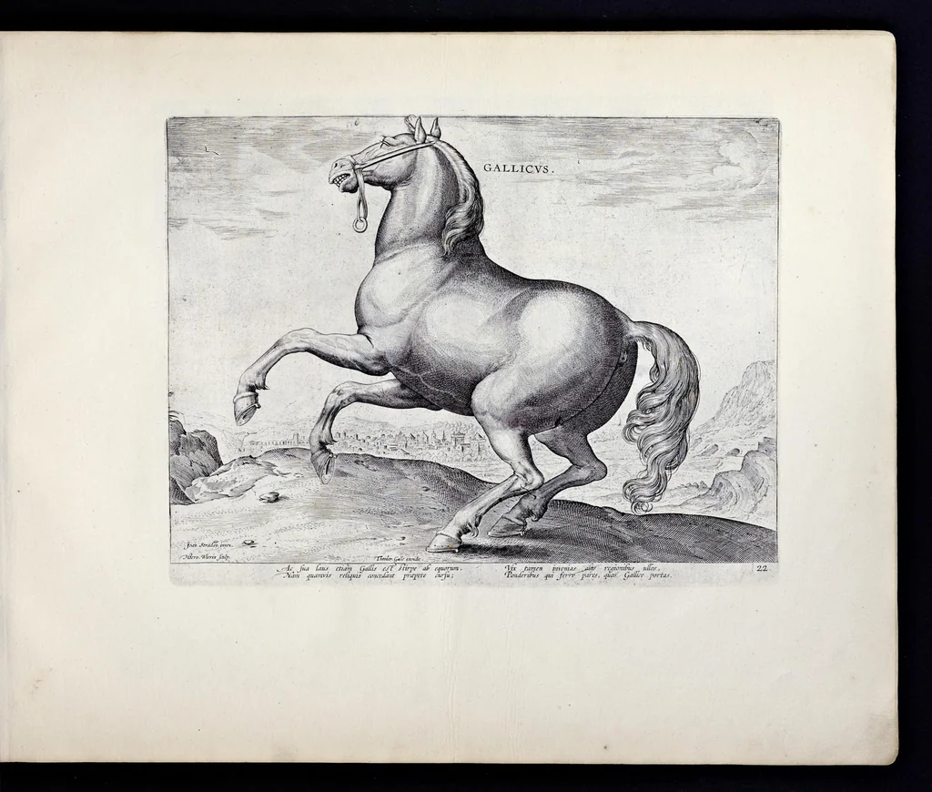 An illustration from Eqvile, sev, Specvlvm eqvorvm : in quo omnis generis generosissimorum equorum ex varijs orbis partibus insignis delectus, 1600, leaf 46