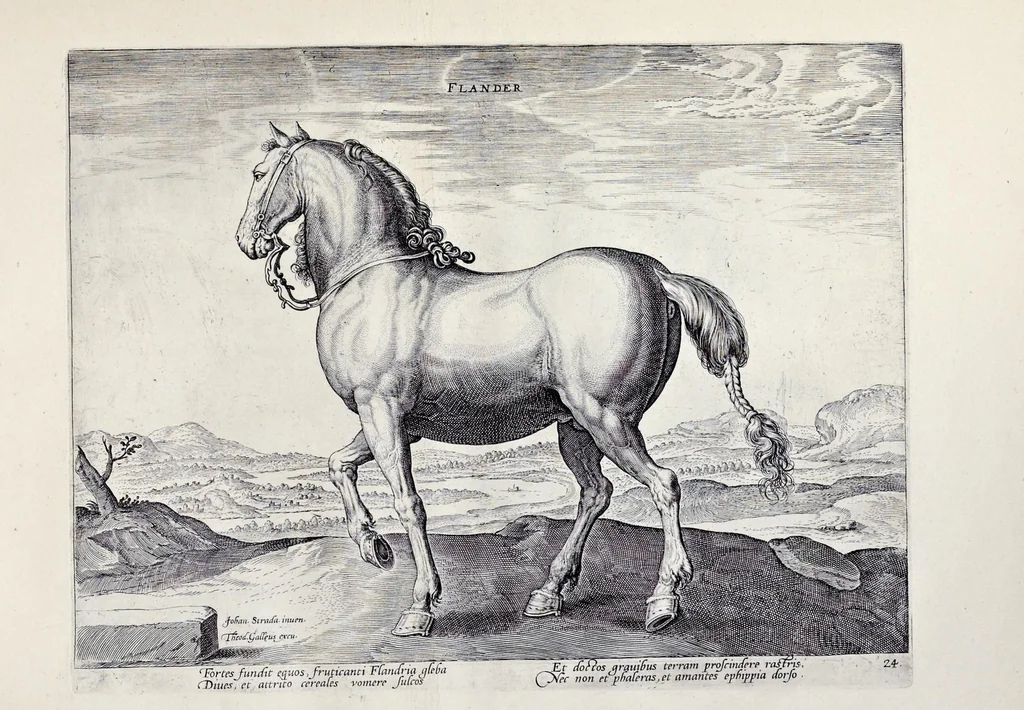 An illustration from Eqvile, sev, Specvlvm eqvorvm : in quo omnis generis generosissimorum equorum ex varijs orbis partibus insignis delectus, 1600, leaf 50