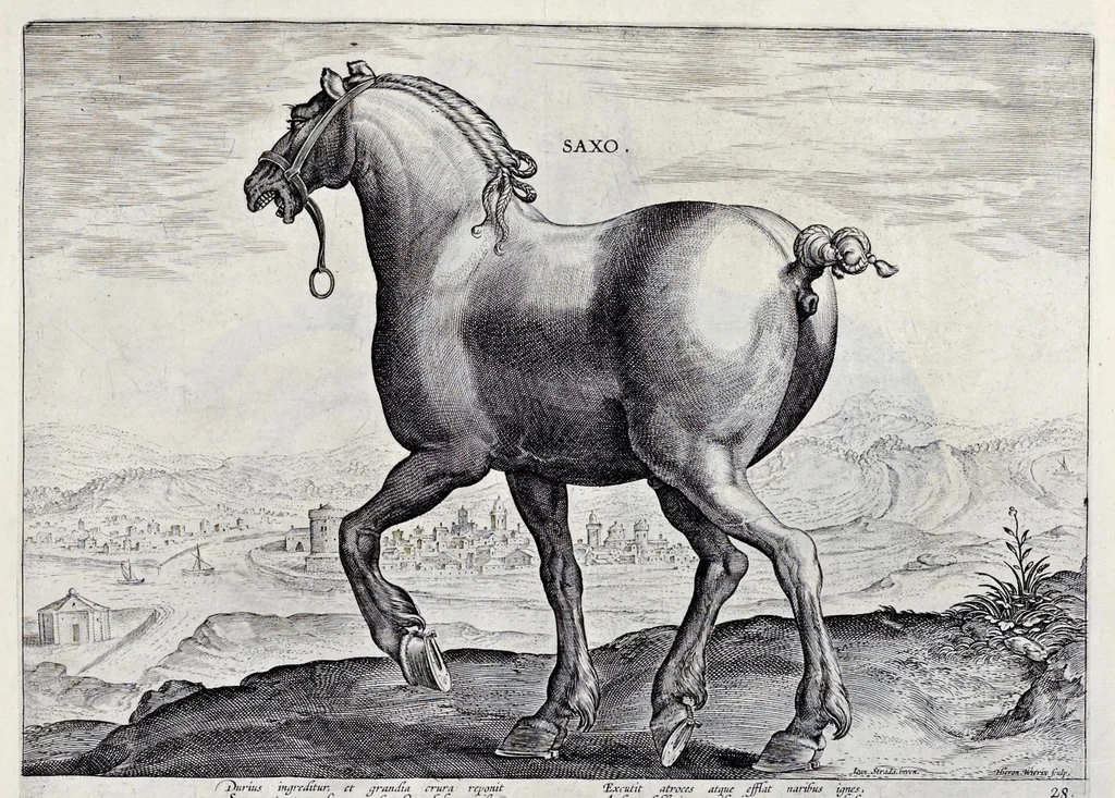 An illustration from Eqvile, sev, Specvlvm eqvorvm : in quo omnis generis generosissimorum equorum ex varijs orbis partibus insignis delectus, 1600, leaf 58
