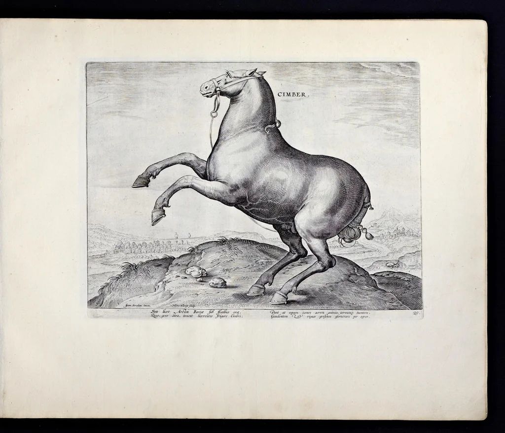 An illustration from Eqvile, sev, Specvlvm eqvorvm : in quo omnis generis generosissimorum equorum ex varijs orbis partibus insignis delectus, 1600, leaf 60