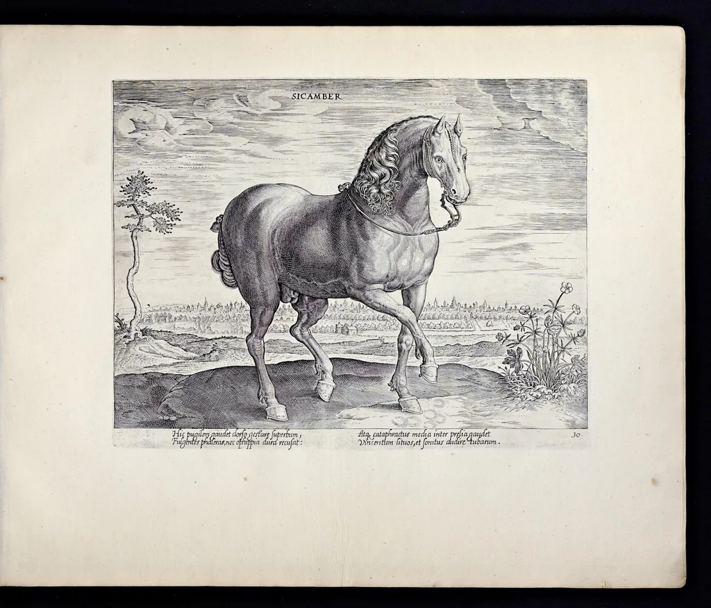 An illustration from Eqvile, sev, Specvlvm eqvorvm : in quo omnis generis generosissimorum equorum ex varijs orbis partibus insignis delectus, 1600, leaf 62