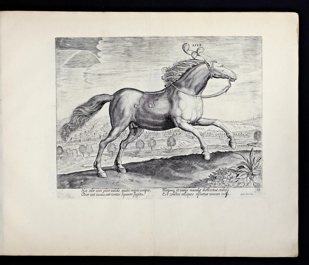An illustration from Eqvile, sev, Specvlvm eqvorvm : in quo omnis generis generosissimorum equorum ex varijs orbis partibus insignis delectus, 1600, leaf 68