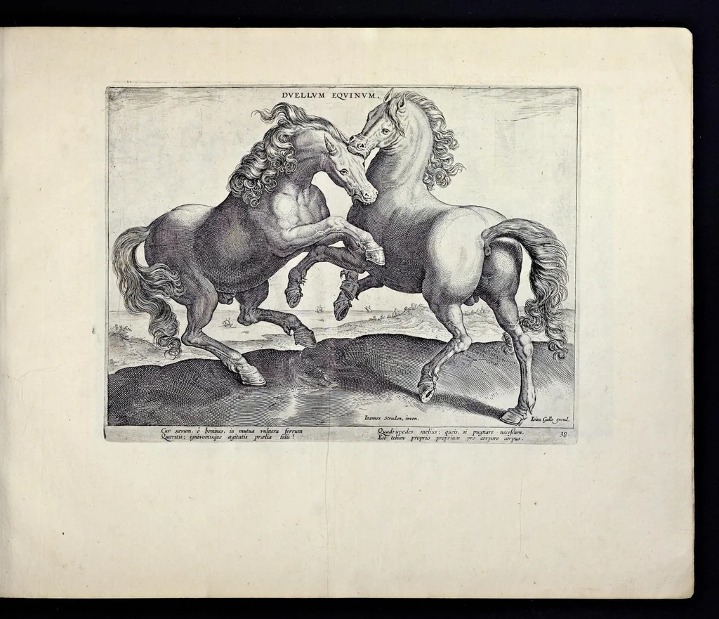 An illustration from Eqvile, sev, Specvlvm eqvorvm : in quo omnis generis generosissimorum equorum ex varijs orbis partibus insignis delectus, 1600, leaf 78