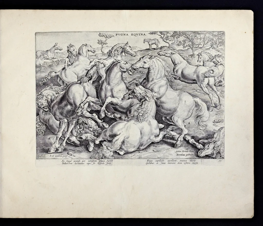 An illustration from Eqvile, sev, Specvlvm eqvorvm : in quo omnis generis generosissimorum equorum ex varijs orbis partibus insignis delectus, 1600, leaf 80