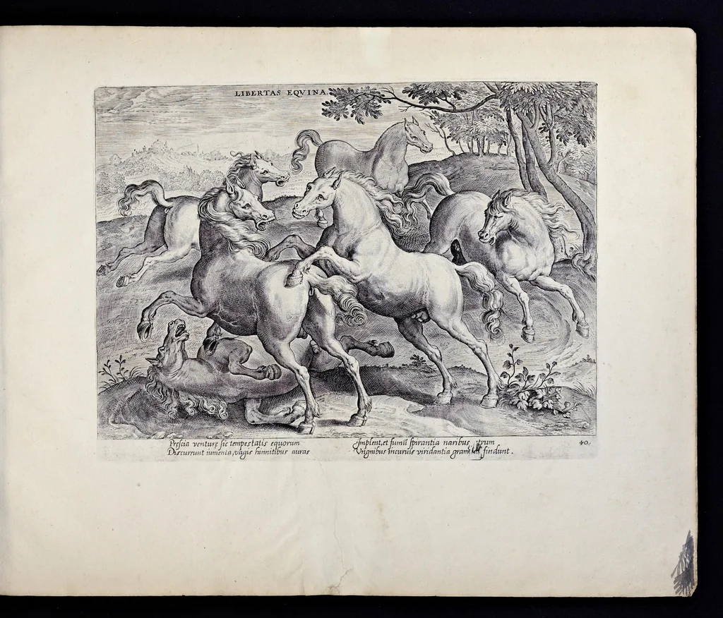 An illustration from Eqvile, sev, Specvlvm eqvorvm : in quo omnis generis generosissimorum equorum ex varijs orbis partibus insignis delectus, 1600, leaf 82