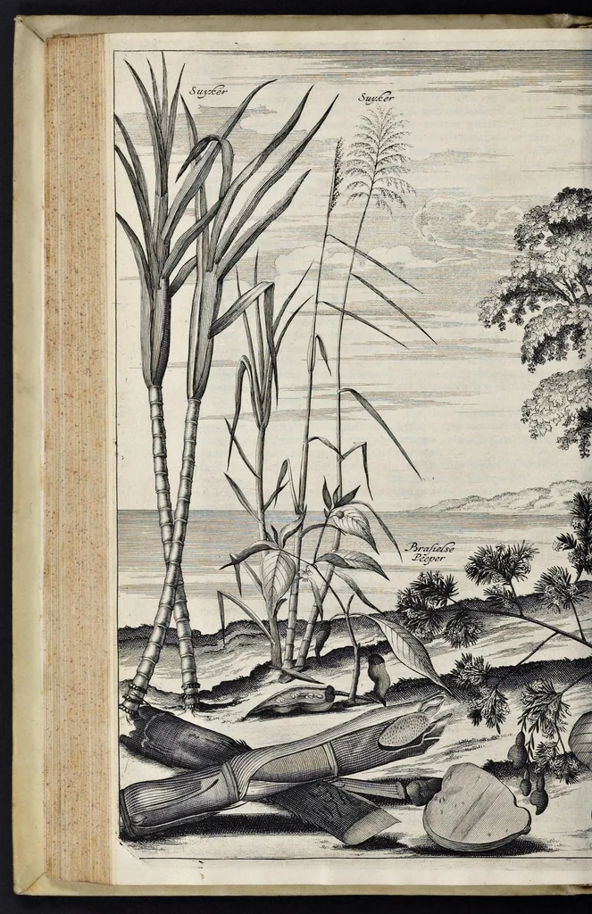 An illustration from Johan Nieuhofs Gedenkweerdige Brasiliaense zee- en lantreize : behelzende alhetgeen op dezelve is voorgevallen : beneffens een bondige beschrijving van gantsch Neerlants Brasil, zoo van lantschappen, steden, dieren, gewassen, als draghten, zeden en godsdienst der inwoonders : en inzonderheit ein wijtloopig verhael der merkwaardigste voorvallen en geschiedenissen, die zich, geduurende zijn negenjarigh verblijf in Brasil, in d'oorlogen en opstant der Portugesen tegen d'onzen, zich sedert het jaer 1640 tot 1649 hebben toegedragen : doorgaens verciert met verscheide afbeeldingen na 't leven aldaer getekent, 1682, leaf 231