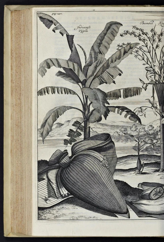 An illustration from Johan Nieuhofs Gedenkweerdige Brasiliaense zee- en lantreize : behelzende alhetgeen op dezelve is voorgevallen : beneffens een bondige beschrijving van gantsch Neerlants Brasil, zoo van lantschappen, steden, dieren, gewassen, als draghten, zeden en godsdienst der inwoonders : en inzonderheit ein wijtloopig verhael der merkwaardigste voorvallen en geschiedenissen, die zich, geduurende zijn negenjarigh verblijf in Brasil, in d'oorlogen en opstant der Portugesen tegen d'onzen, zich sedert het jaer 1640 tot 1649 hebben toegedragen : doorgaens verciert met verscheide afbeeldingen na 't leven aldaer getekent, 1682, leaf 625