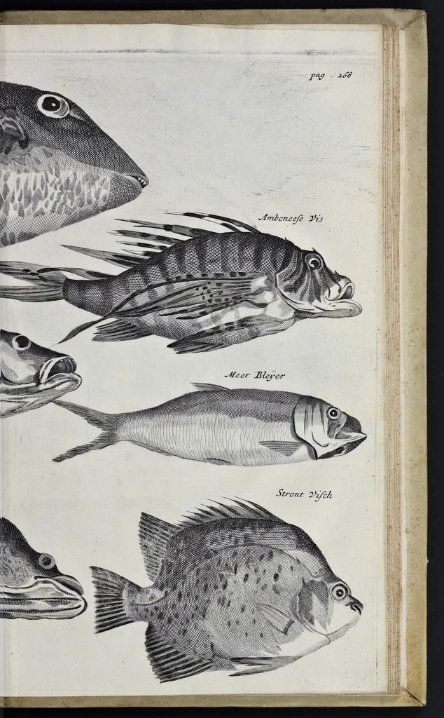 An illustration from Johan Nieuhofs Gedenkweerdige Brasiliaense zee- en lantreize : behelzende alhetgeen op dezelve is voorgevallen : beneffens een bondige beschrijving van gantsch Neerlants Brasil, zoo van lantschappen, steden, dieren, gewassen, als draghten, zeden en godsdienst der inwoonders : en inzonderheit ein wijtloopig verhael der merkwaardigste voorvallen en geschiedenissen, die zich, geduurende zijn negenjarigh verblijf in Brasil, in d'oorlogen en opstant der Portugesen tegen d'onzen, zich sedert het jaer 1640 tot 1649 hebben toegedragen : doorgaens verciert met verscheide afbeeldingen na 't leven aldaer getekent, 1682, leaf 674