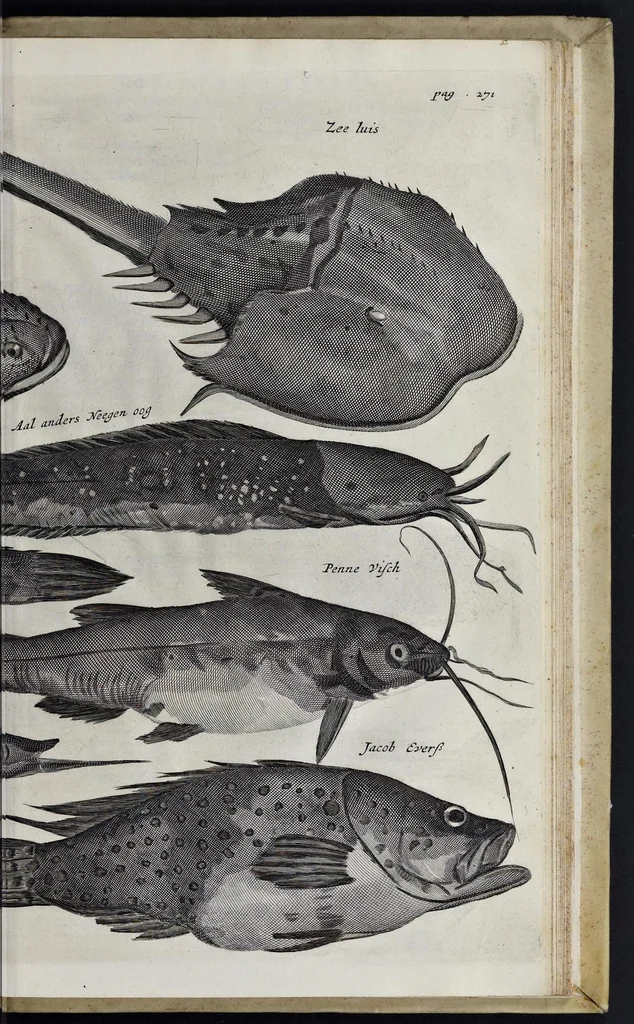 An illustration from Johan Nieuhofs Gedenkweerdige Brasiliaense zee- en lantreize : behelzende alhetgeen op dezelve is voorgevallen : beneffens een bondige beschrijving van gantsch Neerlants Brasil, zoo van lantschappen, steden, dieren, gewassen, als draghten, zeden en godsdienst der inwoonders : en inzonderheit ein wijtloopig verhael der merkwaardigste voorvallen en geschiedenissen, die zich, geduurende zijn negenjarigh verblijf in Brasil, in d'oorlogen en opstant der Portugesen tegen d'onzen, zich sedert het jaer 1640 tot 1649 hebben toegedragen : doorgaens verciert met verscheide afbeeldingen na 't leven aldaer getekent, 1682, leaf 684