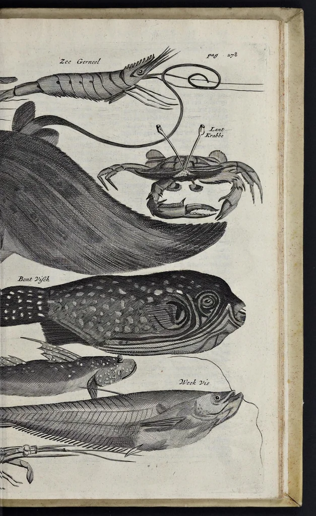 An illustration from Johan Nieuhofs Gedenkweerdige Brasiliaense zee- en lantreize : behelzende alhetgeen op dezelve is voorgevallen : beneffens een bondige beschrijving van gantsch Neerlants Brasil, zoo van lantschappen, steden, dieren, gewassen, als draghten, zeden en godsdienst der inwoonders : en inzonderheit ein wijtloopig verhael der merkwaardigste voorvallen en geschiedenissen, die zich, geduurende zijn negenjarigh verblijf in Brasil, in d'oorlogen en opstant der Portugesen tegen d'onzen, zich sedert het jaer 1640 tot 1649 hebben toegedragen : doorgaens verciert met verscheide afbeeldingen na 't leven aldaer getekent, 1682, leaf 700