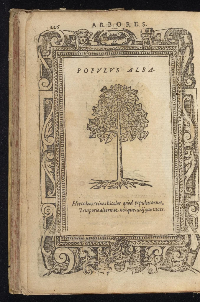 An illustration from D. And. Alciati Emblemata; denvo ab ipso autore recognita, ac quae desiderabantur, imaginibus locupletata; accesserunt noua aliquot ab autore emblemata suis quoq[ue] eiconibus insignita, 1566, leaf 229