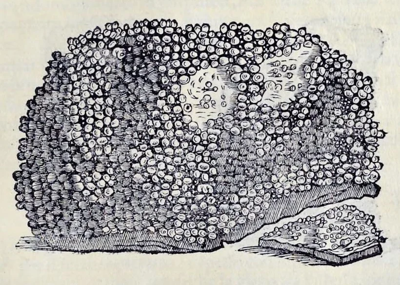 An illustration from Historia natvrale, 1672, leaf 412