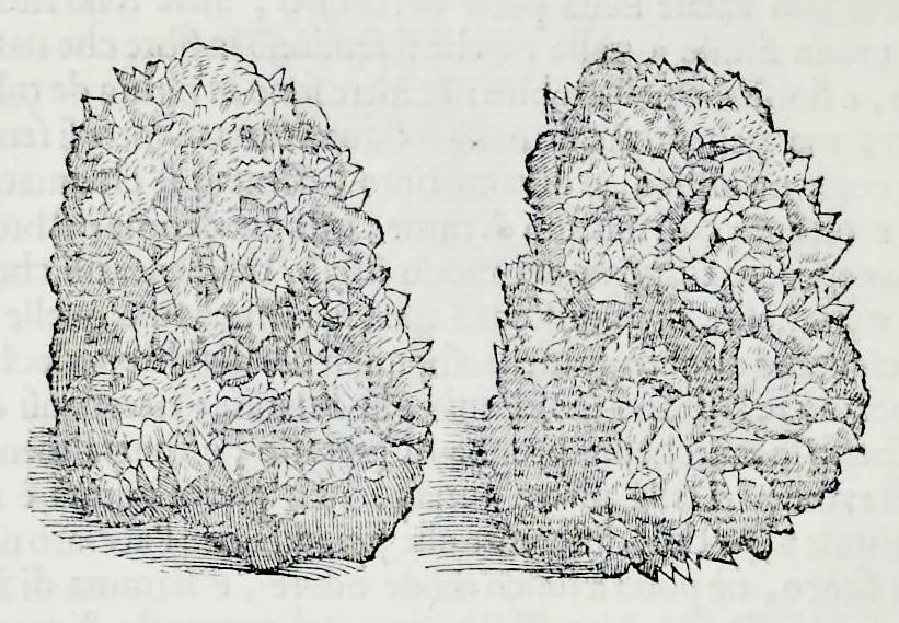 An illustration from Historia natvrale, 1672, leaf 415