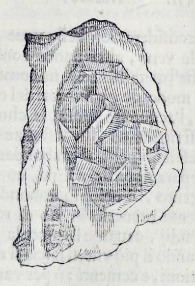 An illustration from Historia natvrale, 1672, leaf 416
