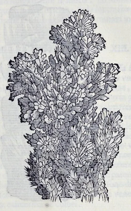 An illustration from Historia natvrale, 1672, leaf 580