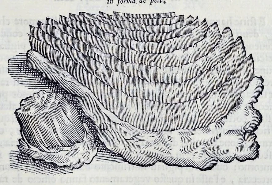 An illustration from Historia natvrale, 1672, leaf 580