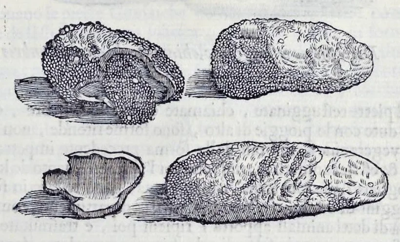 An illustration from Historia natvrale, 1672, leaf 586