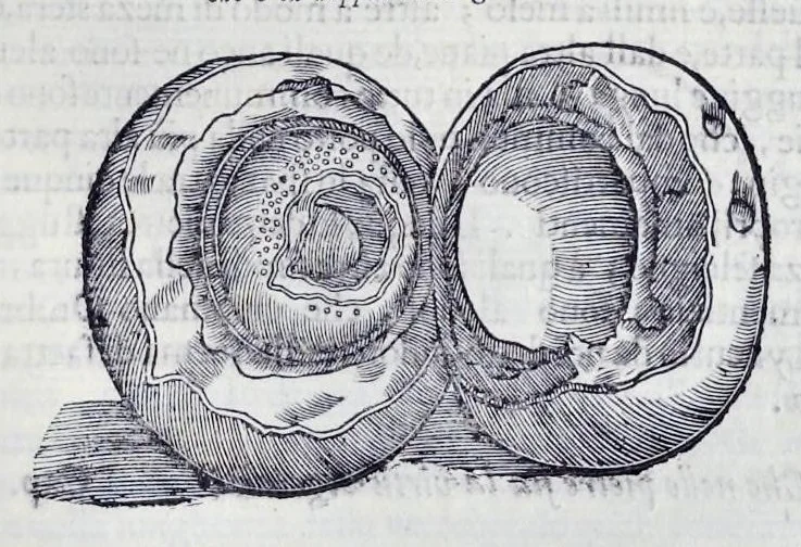 An illustration from Historia natvrale, 1672, leaf 586