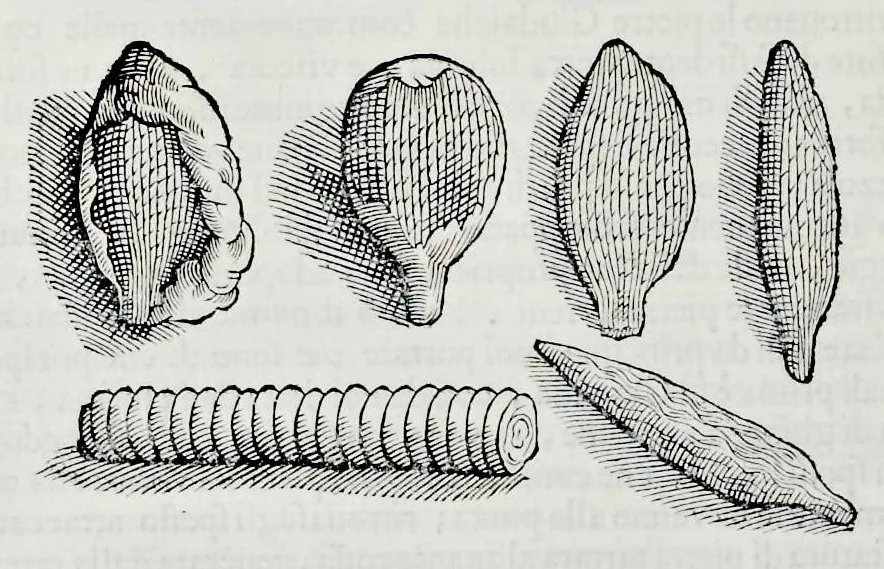 An illustration from Historia natvrale, 1672, leaf 589