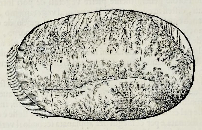 An illustration from Historia natvrale, 1672, leaf 591