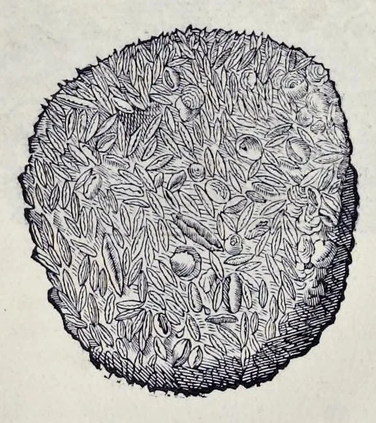 An illustration from Historia natvrale, 1672, leaf 592