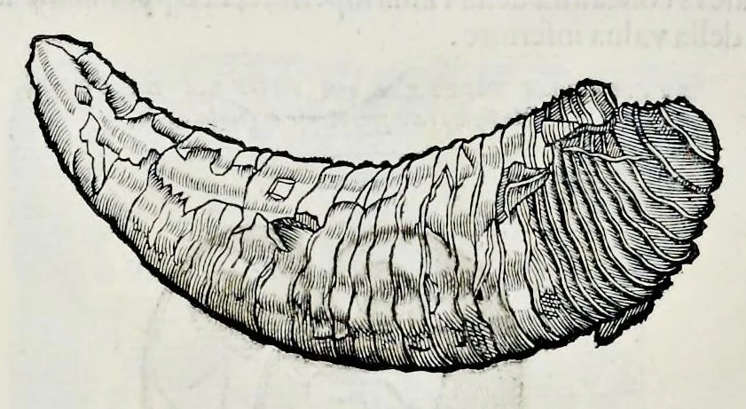 An illustration from Historia natvrale, 1672, leaf 595