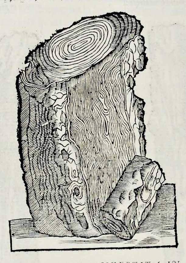An illustration from Historia natvrale, 1672, leaf 597