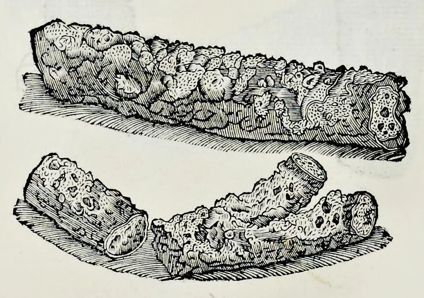 An illustration from Historia natvrale, 1672, leaf 597