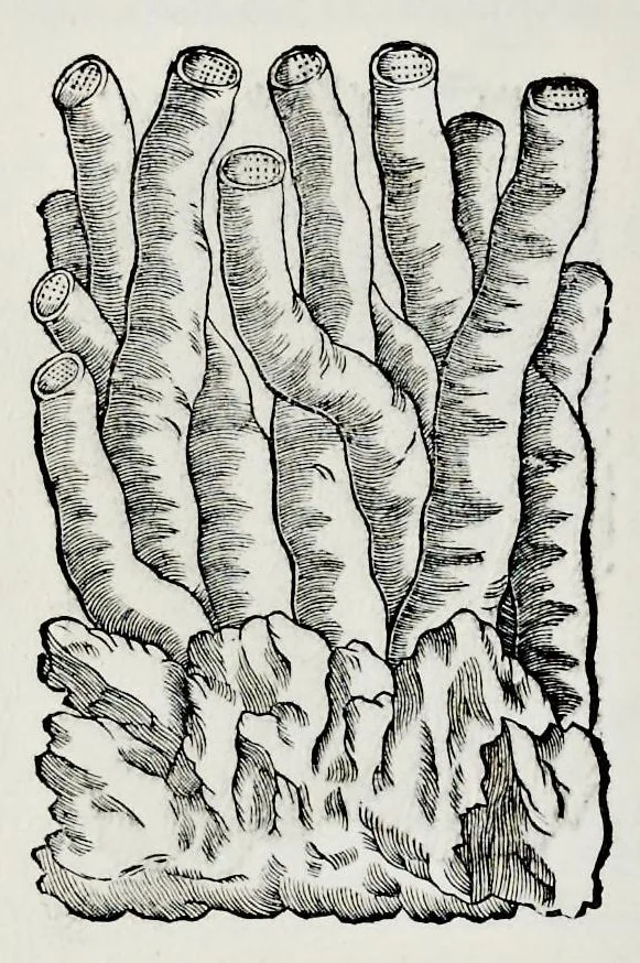 An illustration from Historia natvrale, 1672, leaf 599