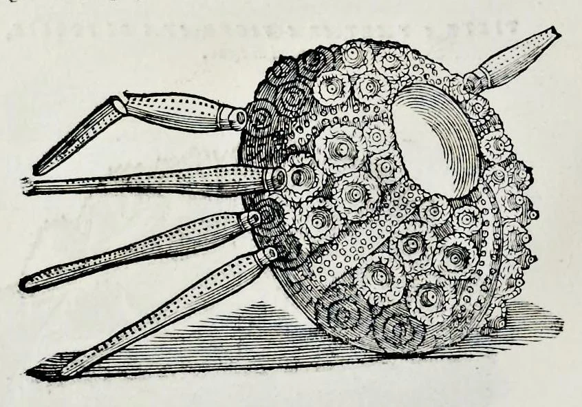An illustration from Historia natvrale, 1672, leaf 599