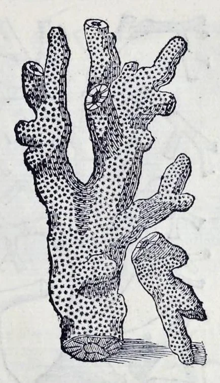 An illustration from Historia natvrale, 1672, leaf 640