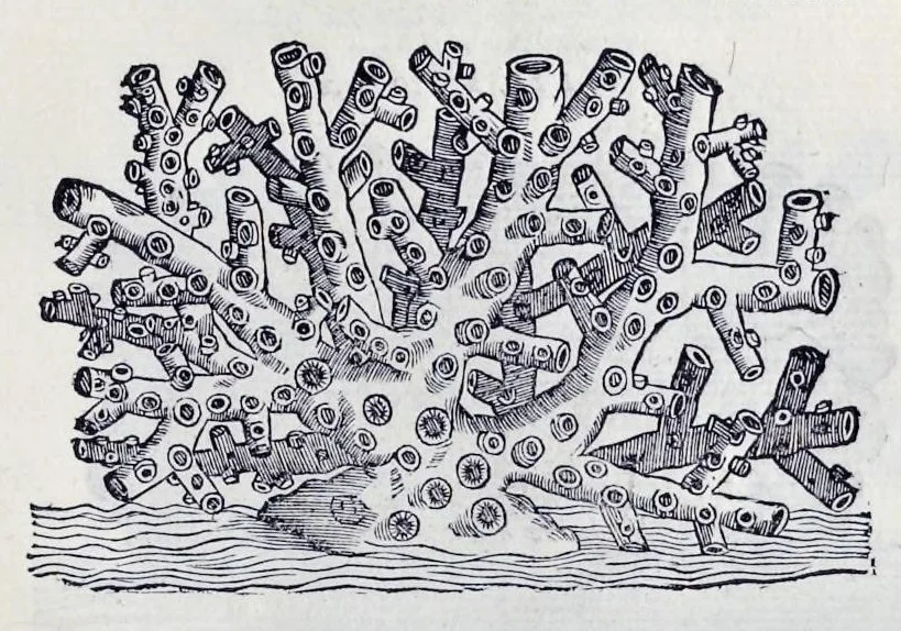 An illustration from Historia natvrale, 1672, leaf 640