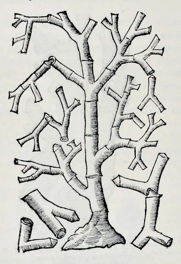 An illustration from Historia natvrale, 1672, leaf 641